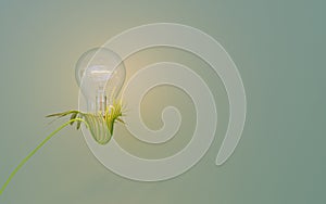 Light bulbs in bunches of leaves on a soothing background, environmental concept