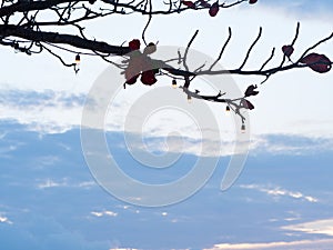 Light bulbs hanging on silhouette branch tree against with blue sky and white cloud background