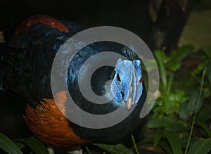 Light on a Bulwer`s pheasant