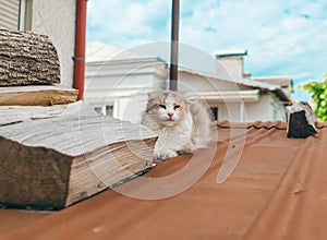 Light cat sitting on red roof