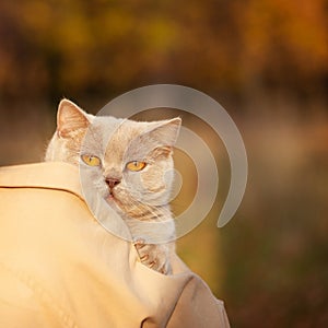 Light cat with yellow eyes in the hands of a girl walking in the Park on an autumn evening