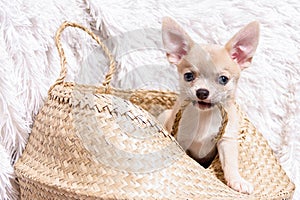 Light chihuahua puppy playing sitting and gnaw In Wicker basket at white background and looking at camera