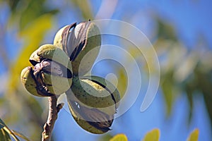 LIGHT ON A CLUSTER OF THREE RIPE PECAN NUTS IN GREEN HUSKS ON A TREE