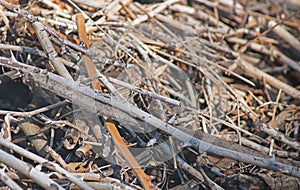 LIGHT ON COLLECTION OF DRY TWIGS