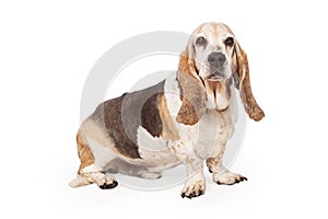 Light Color Basset Hound Dog