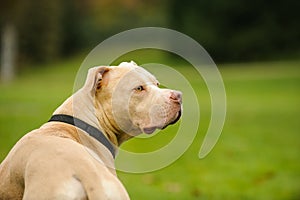 Light Colored American Pit Bull Terrier