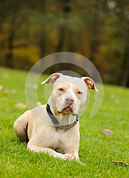 Light colored American Pit Bull Terrier lying down on green grass photo
