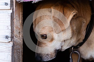 A light-colored dog is afraid to leave his booth