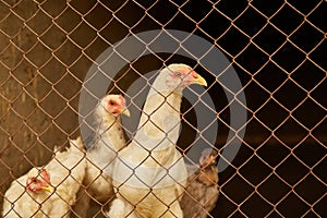 Light-colored hens in a chicken coop behind bars