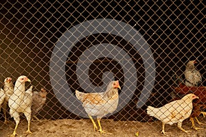 Light-colored hens in a chicken coop behind bars