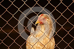 Light-colored hens in a chicken coop behind bars