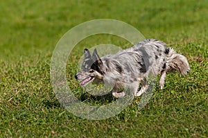 Light Colored Herding Dog Runs Left Through Grass Autumn