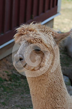 Light Colored Llama on a Farm