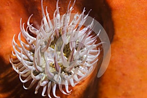 A light colored Long-tentacled anemone