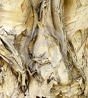 Light-colored paperbark tree, natural texture