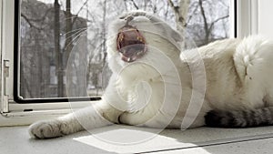 Light-colored Scottish Fold cat with a charmingly crooked tooth yawning while lounging in the sunbeams on a windowsill