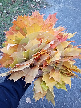 Bundled autumn maple leaves photo