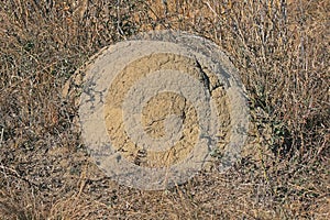 LIGHT COLOURED EARTH ANTHILL