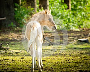 A light coloured young foal in the sun