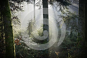 Light comes out of the dust