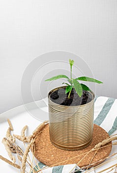 Light composition. A young lemon tree in a tin can stands on a cork stand. Nearby lies a cotton towel and dried flowers