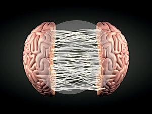 Light Connected Brain Hemispheres