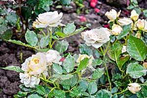 Light cream pink rose flower. Close-up photo of garden flower with shallow DOF