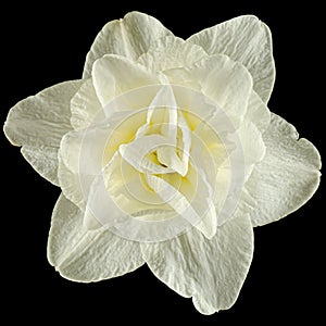 Light-creamy daffodil flower, flower of narcissus, isolated on black background