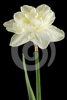 Light-creamy daffodil flower, flower of narcissus, isolated on black background