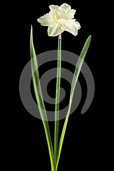 Light-creamy daffodil flower, flower of narcissus, isolated on black background