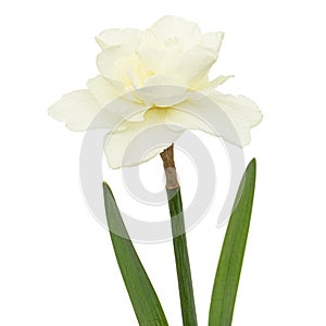 Light-creamy daffodil flower, flower of narcissus, isolated on white background