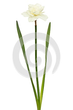 Light-creamy daffodil flower, flower of narcissus, isolated on white background