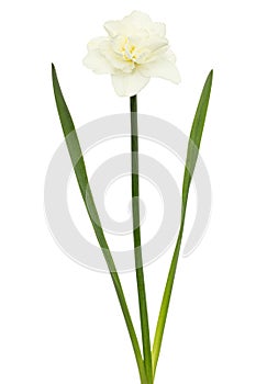 Light-creamy daffodil flower, flower of narcissus, isolated on white background