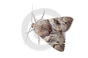 Light Crimson Underwing moth