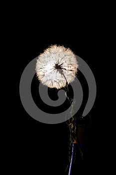 Light on dandelion on black background1