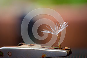 Light dandelion and rustic metal