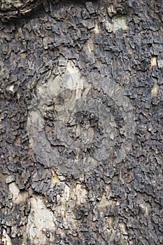 Light and dark brown chippy tree bark