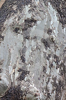 Light and dark brown chippy tree bark with knobs II