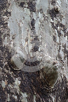 Light and dark brown chippy tree bark with knobs