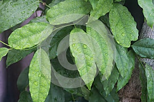 Light and dark green foliage of Bai-ya-nang Tiliacora triandra, ivy herbaceous plant