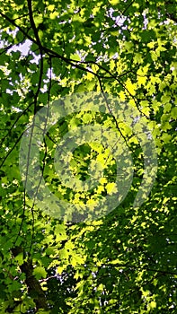 Light and dark green leaves and branches