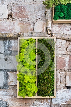 Light and dark green moss in wooden boxes on a rustic stone wall in the form of a picture