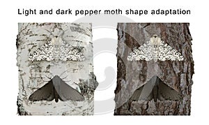 Light and dark pepper moth shape adaptation