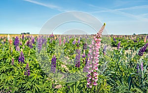 Light and dark pink blooming lupine plant stands out