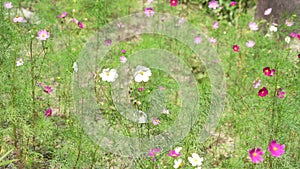 light and dark pink cosmos flowers moving in the wind in a botanic garden on a bright sunny day