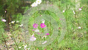 light and dark pink cosmos flowers moving in the wind in a botanic garden on a bright sunny day