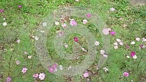 light and dark pink cosmos flowers moving in the wind in a botanic garden on a bright sunny day