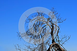 LIGHT ON DEAD TREE BRANCHES AND TWIGS