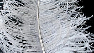 Light, delicate ostrich feather. White feather on a black
