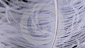 Light, delicate ostrich feather. White feather on a black